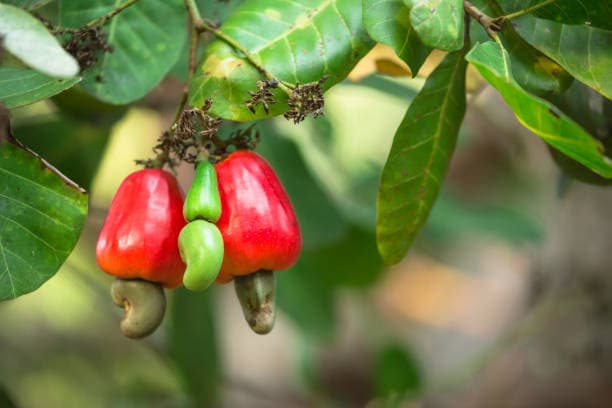 raw cashew nuts